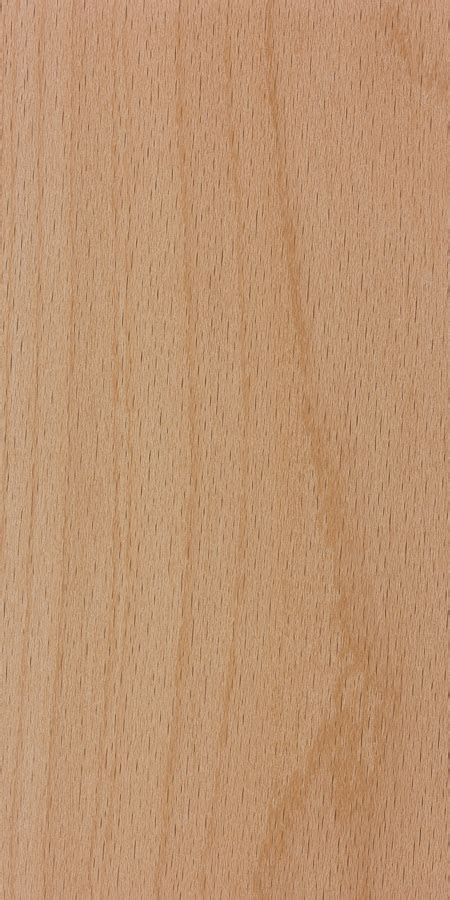 european beech  wood  hardwood