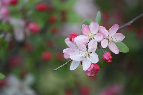 Bloom: A living treasure