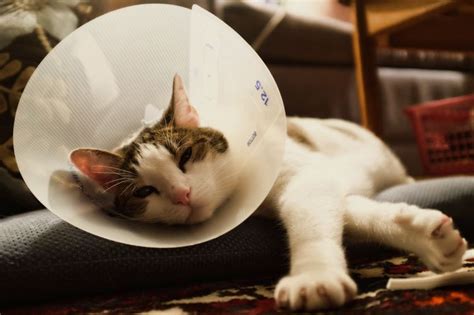 Послеоперационный воротник для кошек: как сделать и надеть, сколько ...