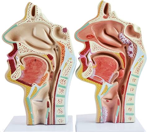 Modelli Medici Modello di cavità nasale Anatomica Umana Modello di