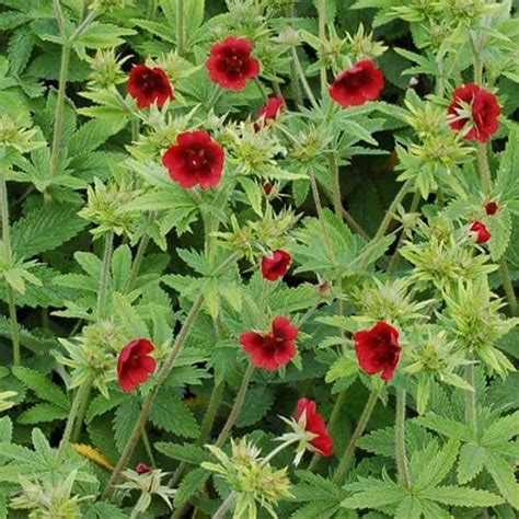 Лапчатка гибридная Monarch Velvet (Монарх Вельвет) в Екб