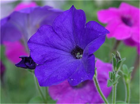 Petunia × hybrida - Изображение особи - Плантариум