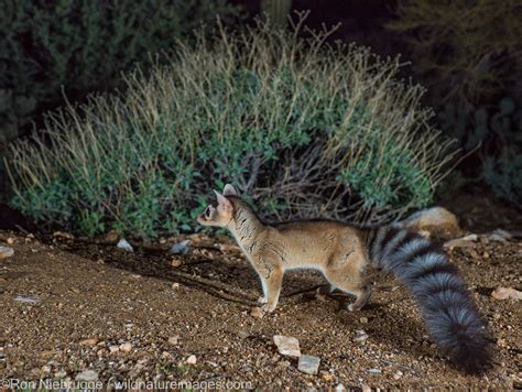 Ringtail Marana Near Tucson Arizona Photos By Ron Niebrugge
