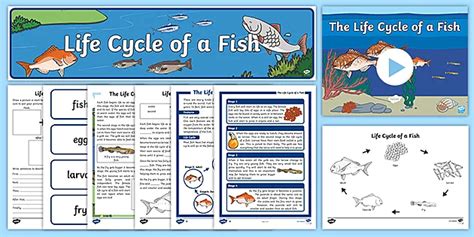 Life Cycle Of A Fish Unit Pack Teacher Made Twinkl Lupon Gov Ph Hot