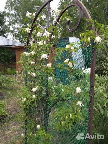 Клематисы княжики купить в Новосибирске | Товары для дома и дачи | Авито