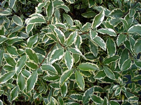 Питтоспорум растение - 73 фото