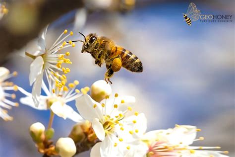 Study Shows 50% Decline in Honey Bee Lifespan Since the 1970s | Geohoney