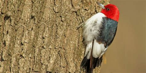 15 Birds With Red Heads And Where To Find Them Pictures And Guide