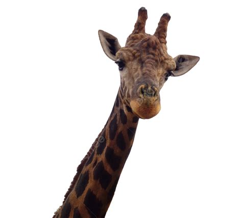 Long Neck Animal Giraffe Long Neck Animal Giraffe Png Transparent