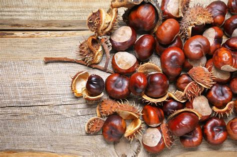 Can You Eat Horse Chestnuts – Information About Poisonous Conkers ...