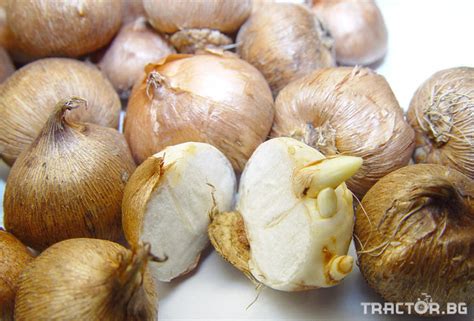 Шафран - луковици - ID48995 - Tractor.bg