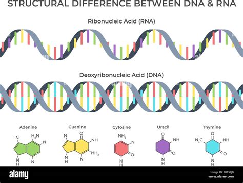 ADN infographie et spirale ARN Structure acide ribonucléique vs