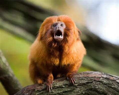 golden lion tamarin facts diet habitat pictures  animaliabio