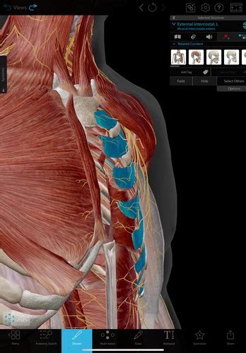 Muscle Anatomy Flashcards Quizlet