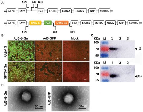 Frontiers Recombinant Human Adenovirus Type Co Expressing Rabv G