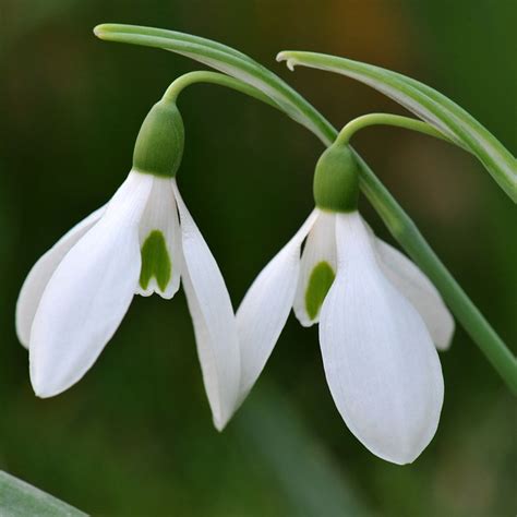 Buy common snowdrop bulbs Galanthus nivalis: £2.39 Delivery by Crocus