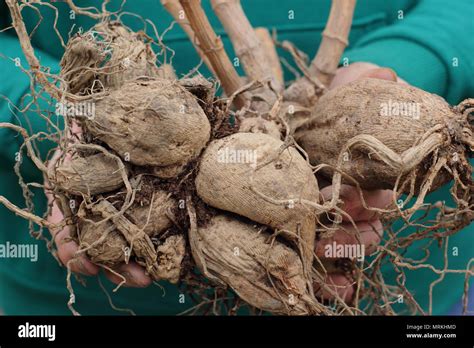 Dahlia Tubers High Resolution Stock Photography And Images Alamy
