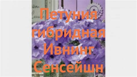 Петуния гибридная Ивнинг Сенсейшн 🌿 обзор: как сажать, семена петунии ...