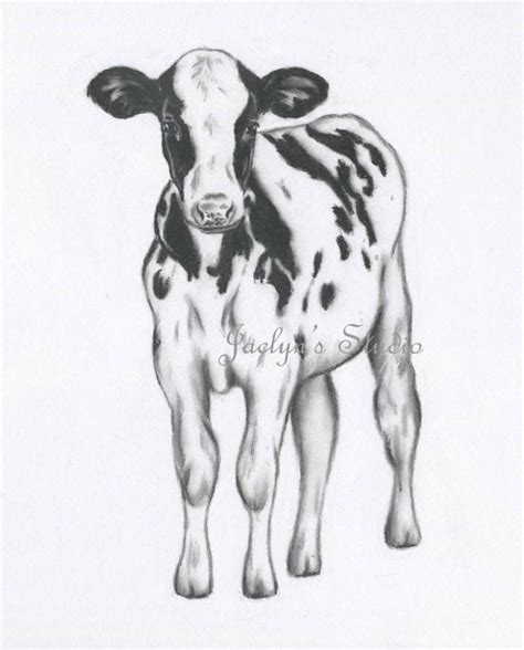 Calf Drawing At Explore Collection Of Calf Drawing