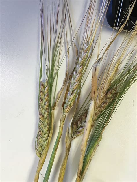 Crop Advisor Casebook Why The Odd Striping In These Barley Seed Heads