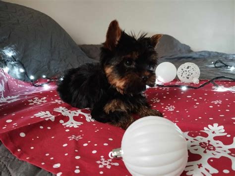 Yorkshire Terrier York Kcynia OLX Pl