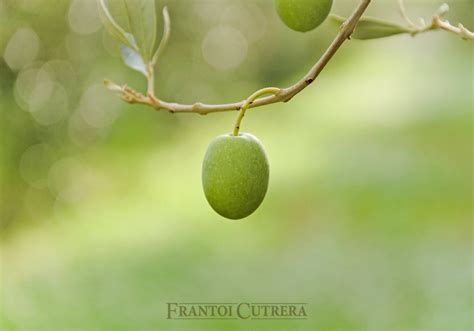 Оливковое масло Frantoi Cutrera Extra Vergine Selezione 1 литр - купить ...