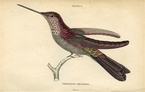 Lot Antique Handcolored Bird Hummingbird Jardine 1833