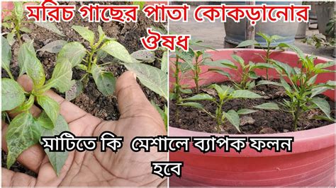 টবে মরিচ চাষ করার জন্য কিভাবে মাটি তৈরি করবেন এবং পাতা কোকড়ানো রোগ