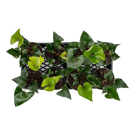 Anthurium Arrow Vermeers Wholesale