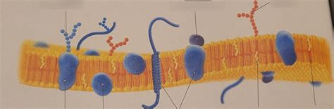 Budowa błony białkowo lipidowej Diagram Quizlet