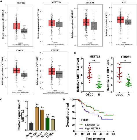 Figure From Mettl Facilitates Oral Squamous Cell Carcinoma