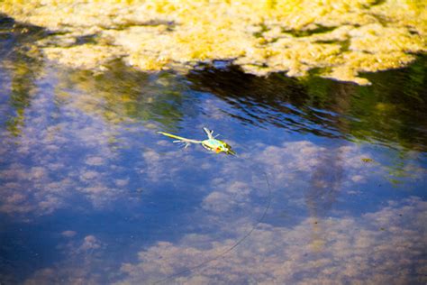 Frog Fishing for Bass 101 - Game & Fish