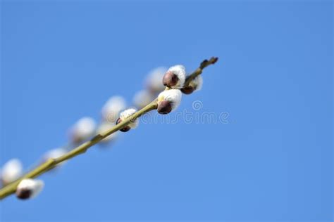 Branch Of Pussy Willow On Background Of Blue Sky Close Up Stock Image Image Of Easter