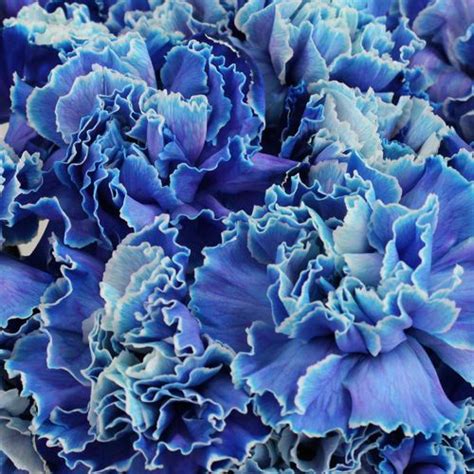 Blue Enhanced Carnation Flowers Carnation Flower Blue Carnations