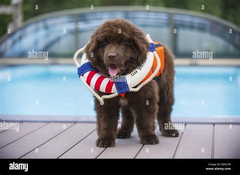 Newfoundland dog swimming hi-res stock photography and images - Alamy