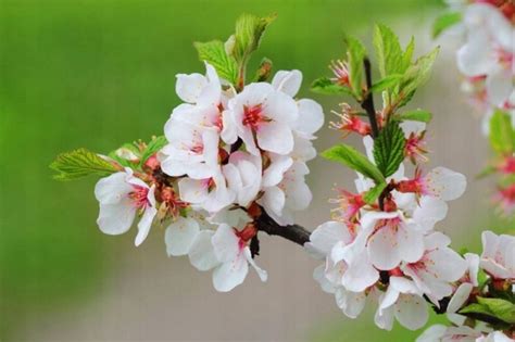 Купить Вишня вишневая Prunus tomentosa в горшке: отзывы, фото и ...
