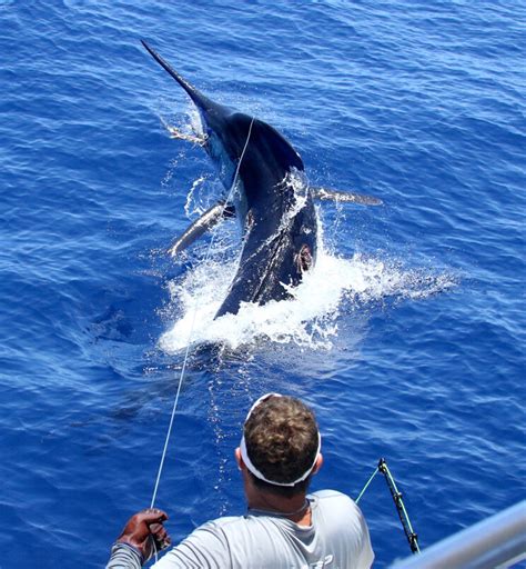 Blue Marlin Gallery — Peak Sportfishing Adventures