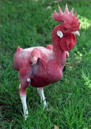 New Breed Of Chicken Warning Naked Chicken Backyard Chickens Learn How To Raise Chickens