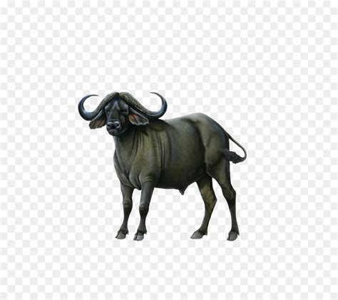 Water Buffalo American Bison African Buffalo Clip Art Bison Png