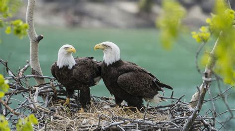 A Pair Of Adult Bald Eagles Haliaeetus Leucocephalus With Chick At