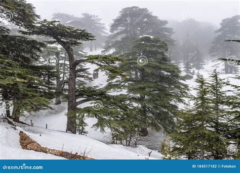 Cedars Of God In Lebanon Stock Photo Image Of Kadisha 184517182