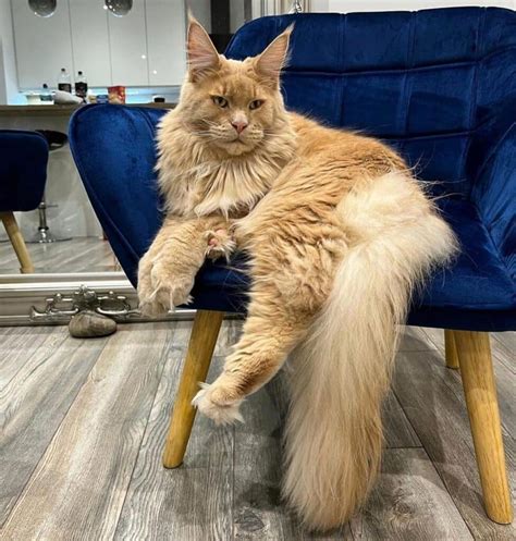 17 Beautiful Maine Coon Cats That Deserve An A”