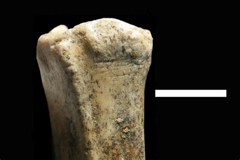 Earliest Archaeological Evidence Of Human Ancestors Hunting And