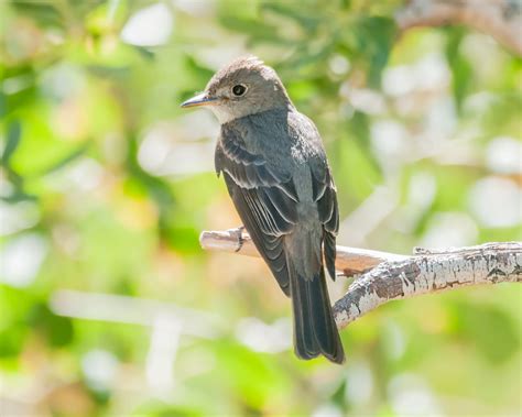 Western Wood-Pewee — Sacramento Audubon Society