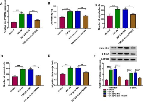 TGF β2 induced circ PRDM5 promoted LEC migration invasion and EMT