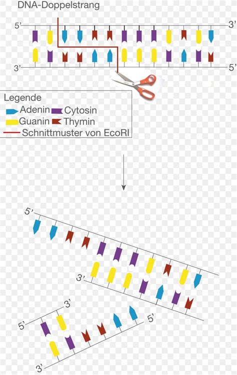 Restriction Enzyme EcoRI Cytosine Sticky And Blunt Ends Plasmid, PNG, 1223x1930px, Restriction ...