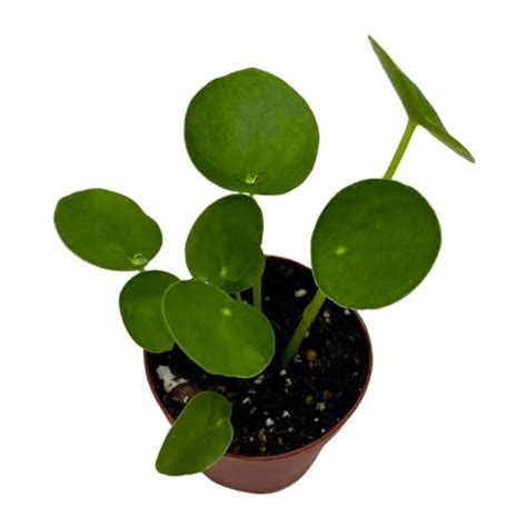 money plant types   care  grow