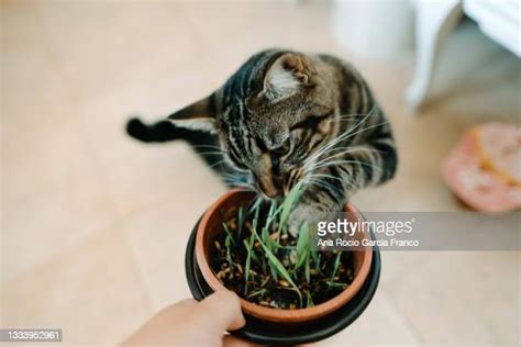 Catmint Vs Catnip Photos And Premium High Res Pictures Getty Images