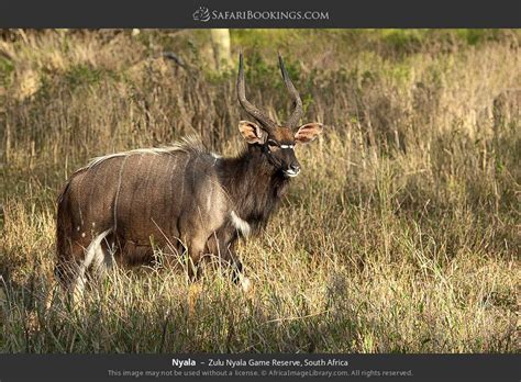 Zulu Nyala Photos Images And Pictures