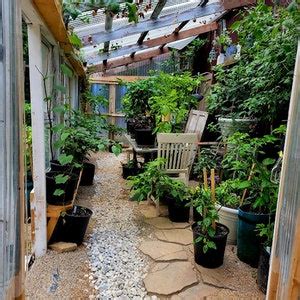 Madame Jeanette Hot Pepper Seeds 125 000 325 000 Scoville SHU Organically Organic Grown Unique